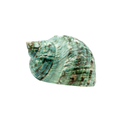 Green Turbo Shell (Turbo marmoratus)