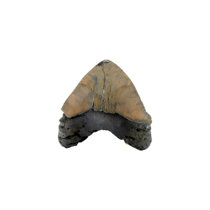 Megalodon Shark Tooth