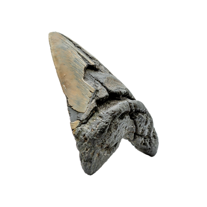 Megalodon Shark Tooth