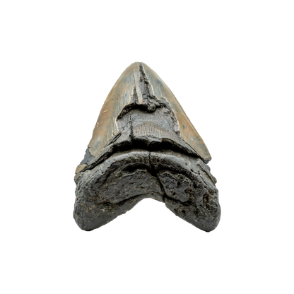 Megalodon Shark Tooth
