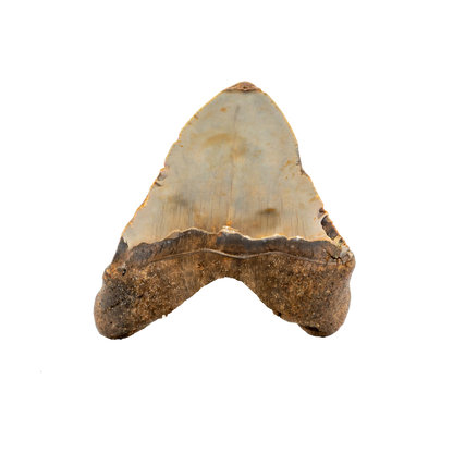 Megalodon Shark Tooth