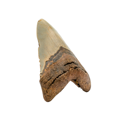 Megalodon Shark Tooth
