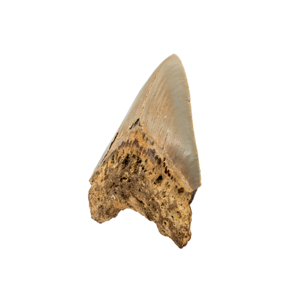 Megalodon Shark Tooth