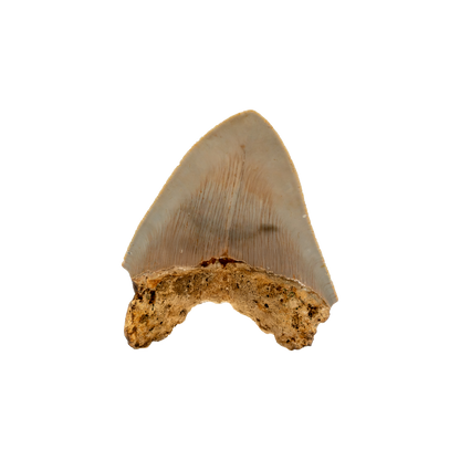 Megalodon Shark Tooth