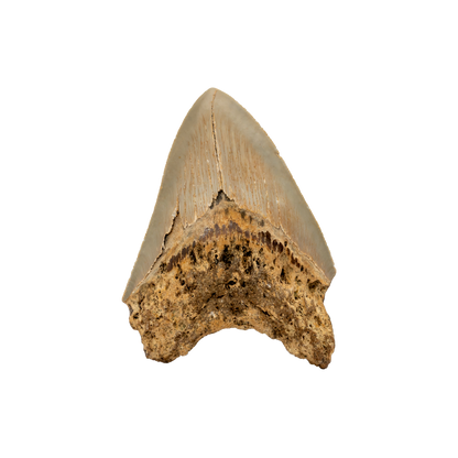 Megalodon Shark Tooth
