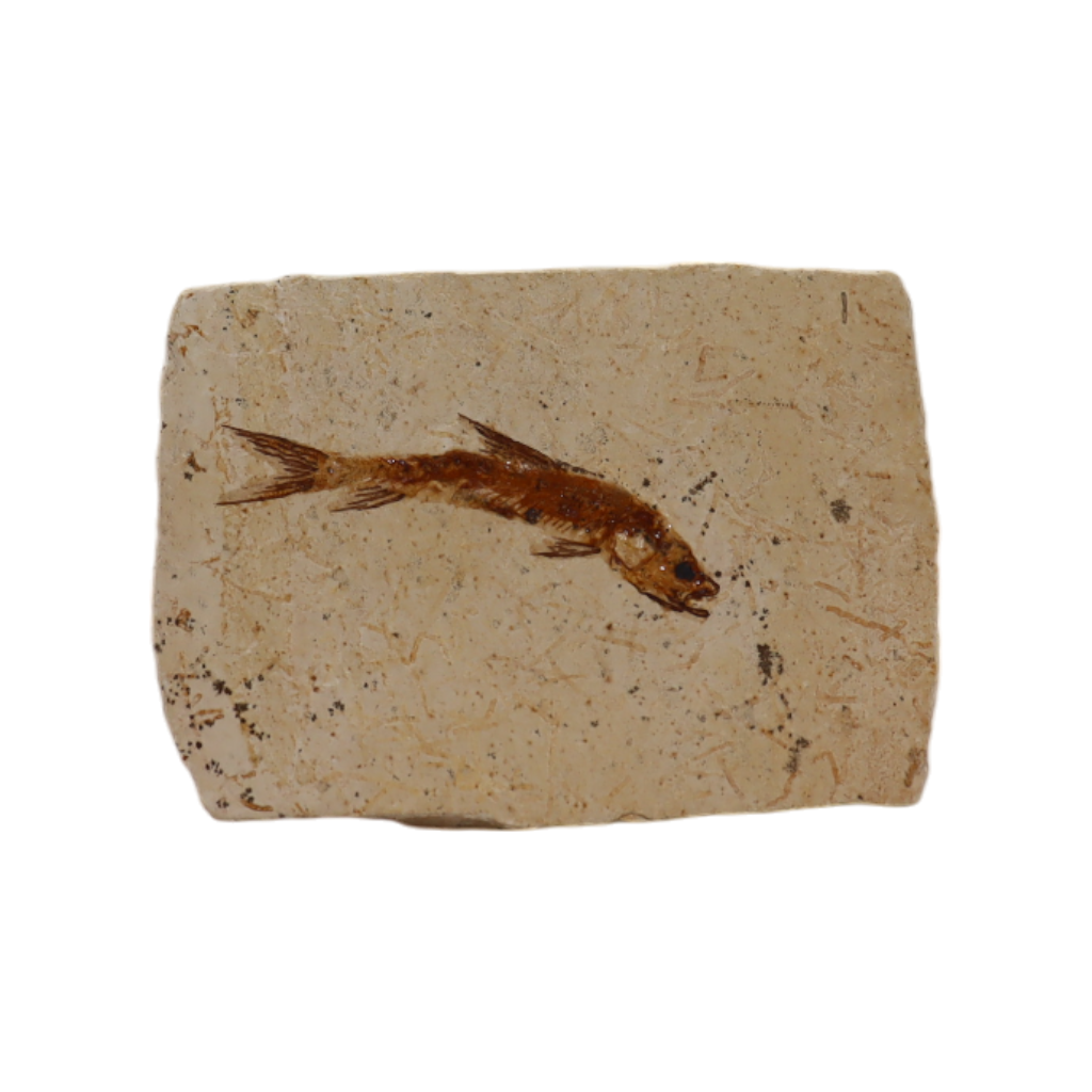 Fish Fossil