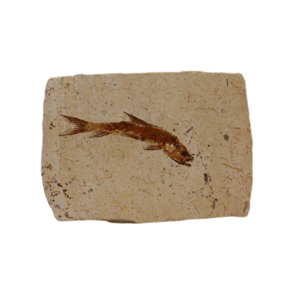 Fish Fossil