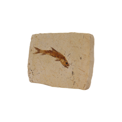 Fish Fossil