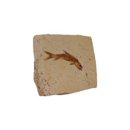 Fish Fossil