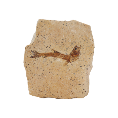 Fish Fossil