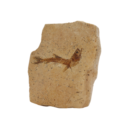 Fish Fossil
