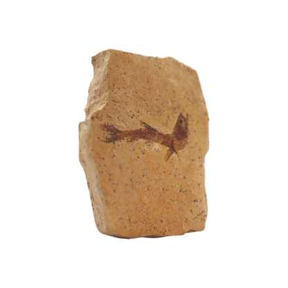 Fish Fossil