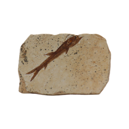 Fish Fossil