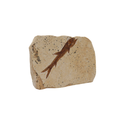 Fish Fossil
