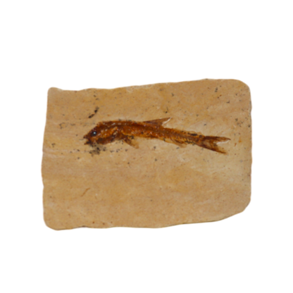 Fish Fossil