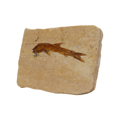 Fish Fossil