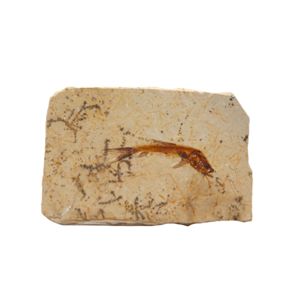 Fish Fossil