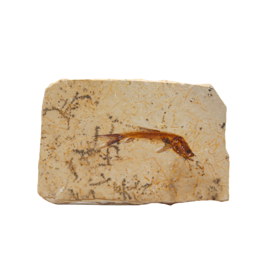 Fish Fossil