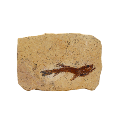 Fish Fossil