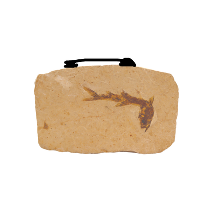 Fish Fossil