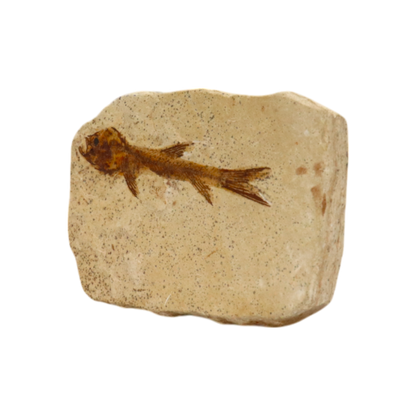 Fish Fossil