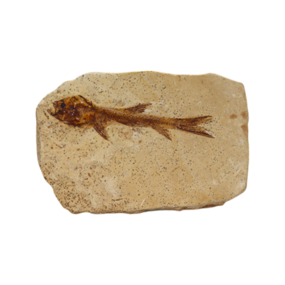 Fish Fossil