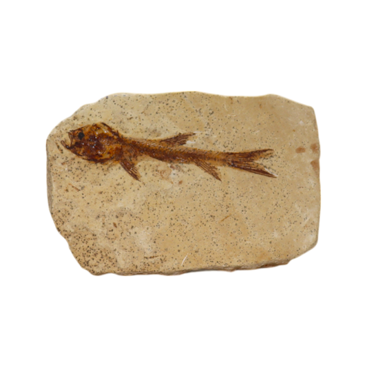 Fish Fossil