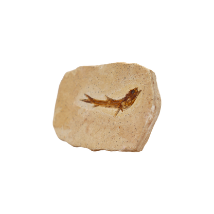 Fish Fossil