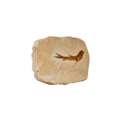 Fish Fossil