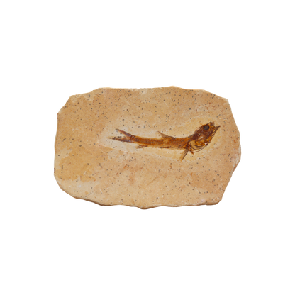 Fish Fossil