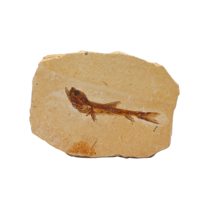 Fish Fossil