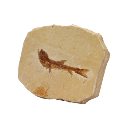Fish Fossil
