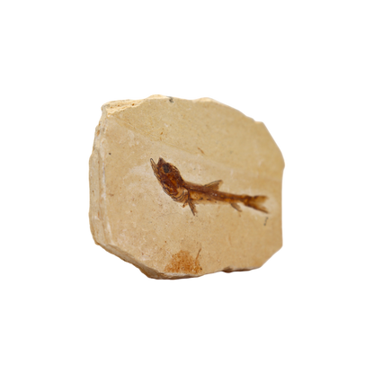 Fish Fossil