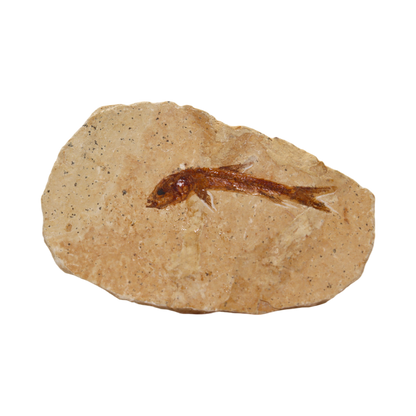 Fish Fossil