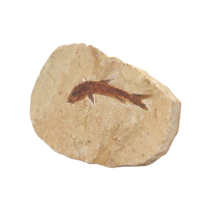 Fish Fossil