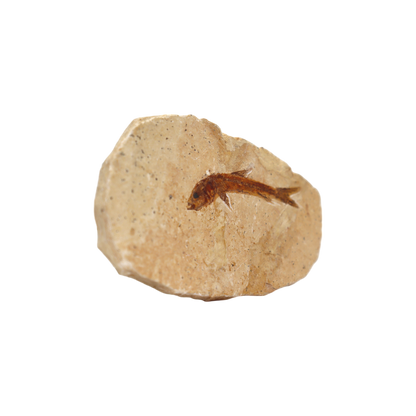 Fish Fossil