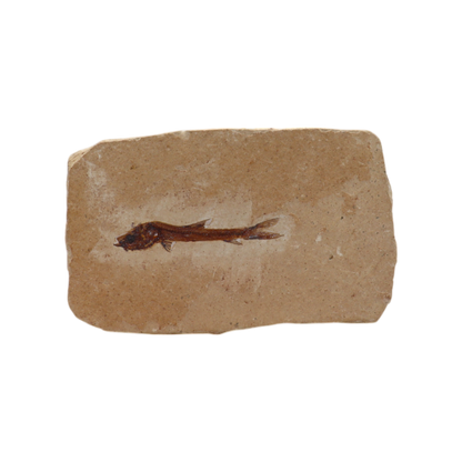 Fish Fossil