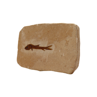 Fish Fossil