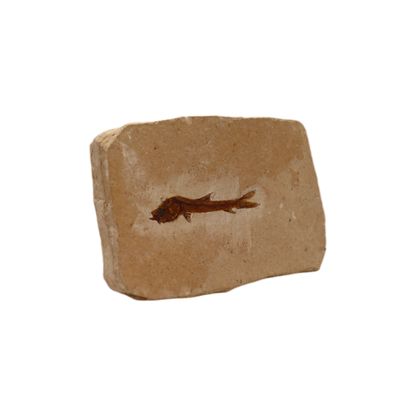 Fish Fossil