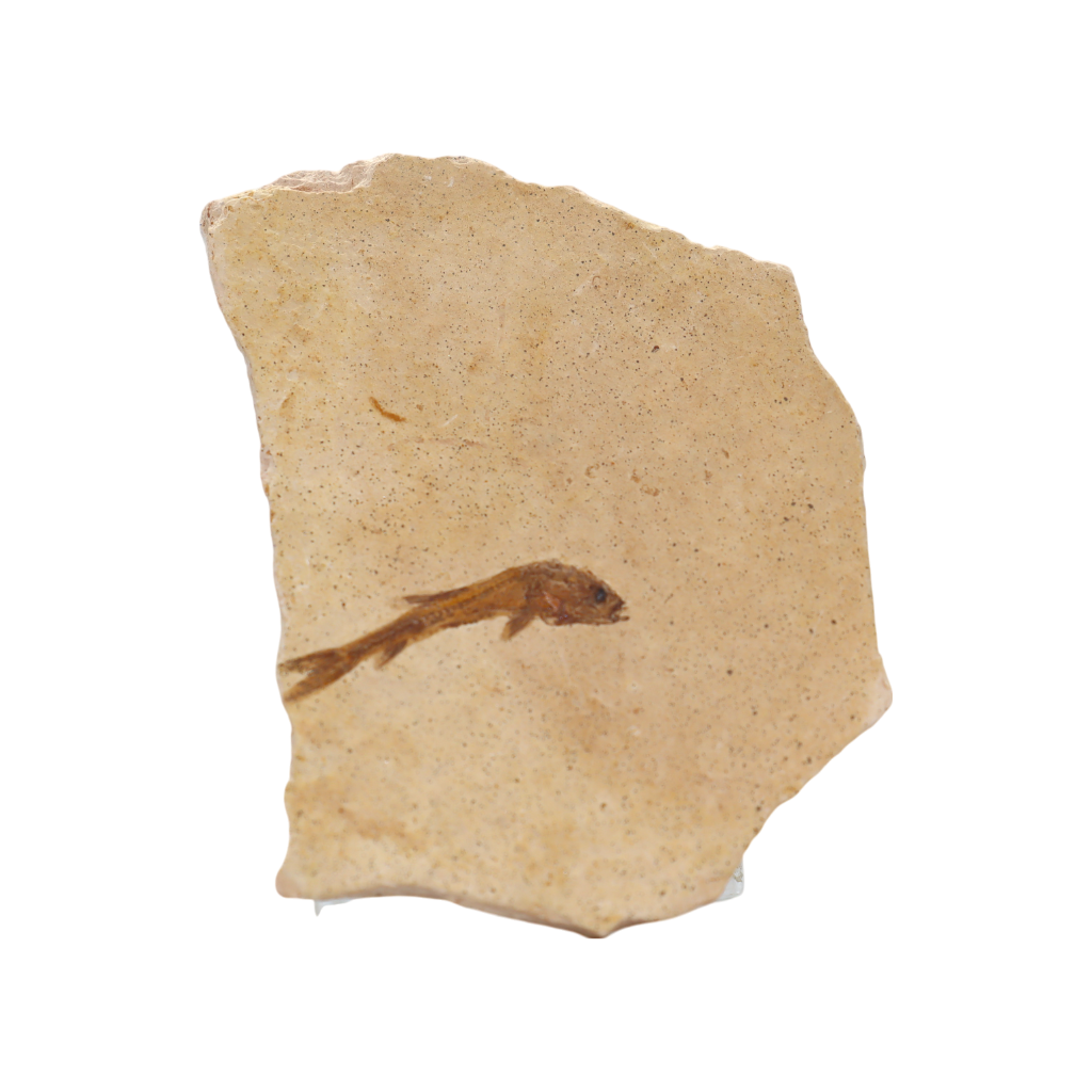 Fish Fossil
