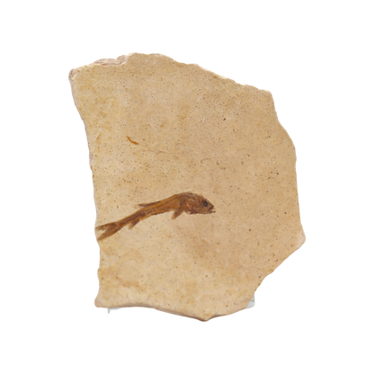 Fish Fossil