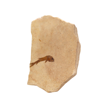 Fish Fossil