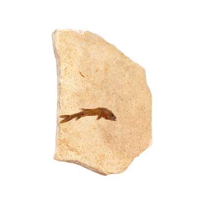 Fish Fossil