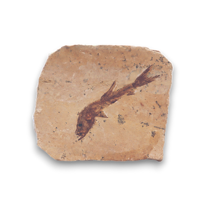 Fish Fossil