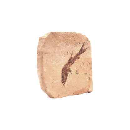 Fish Fossil