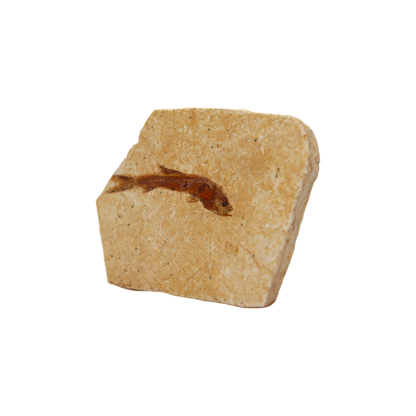 Fish Fossil