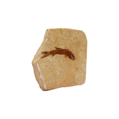 Fish Fossil