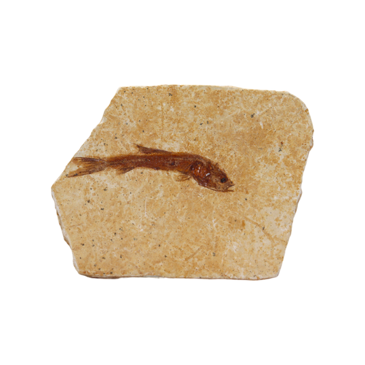 Fish Fossil