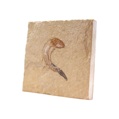 Fish Fossil