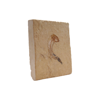 Fish Fossil